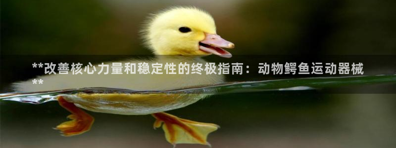 尊龙人品怎么样：**改善核心力量和稳定性的终极指南：